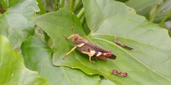 Apalacris varicornis