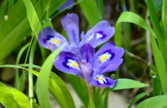 Iris lacustris