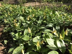 Erythronium americanum