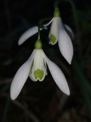 Galanthus