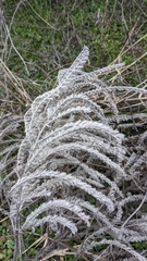 Echium italicum