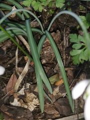 Galanthus