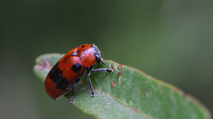 Clytra novempunctata