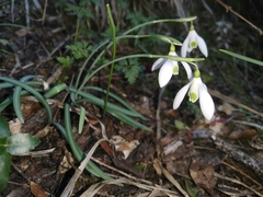 Galanthus