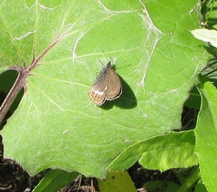 Coenonympha hero