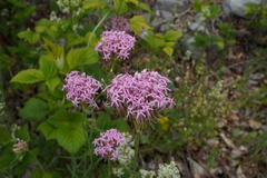 Centranthus angustifolius