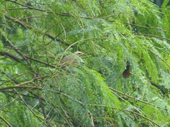 Pycnonotus zeylanicus