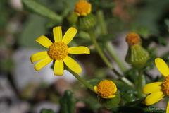 Senecio leucanthemifolius