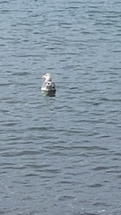 Larus glaucescens × occidentalis