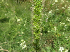 Setaria verticillata