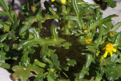 Senecio leucanthemifolius