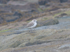 Charadrius dealbatus