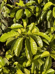 Tabernaemontana laurifolia