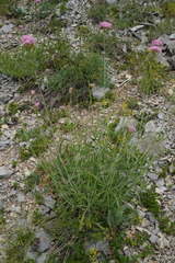 Centranthus angustifolius