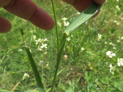 Setaria verticillata