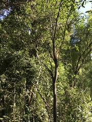 Maytenus boaria