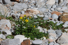 Senecio leucanthemifolius
