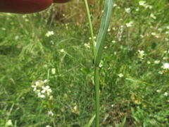Setaria verticillata