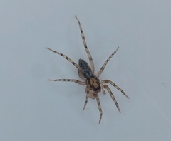 Liocranum rupicola