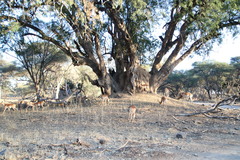 Xanthocercis zambesiaca