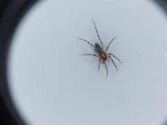 Liocranum rupicola