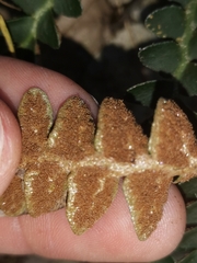 Asplenium ceterach bivalens