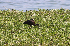 Plegadis falcinellus