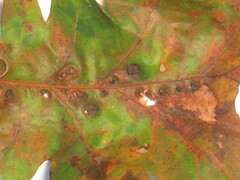 Callirhytis favosa