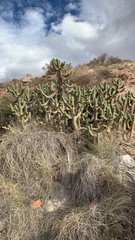 Austrocylindropuntia subulata