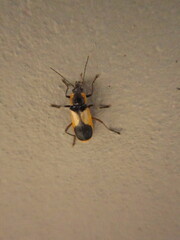 Chauliognathus cardiaspis