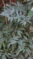 Ardisia virens