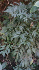 Ardisia virens