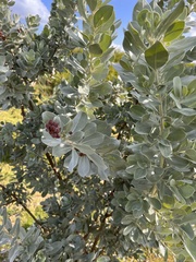 Conocarpus erectus sericeus