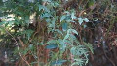 Jasminum nervosum