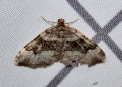 Xanthorhoe lacustrata