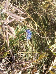 Veronica spicata