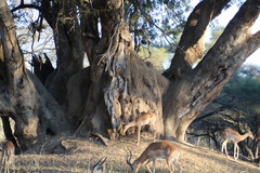 Xanthocercis zambesiaca