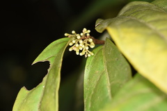 Maesa japonica