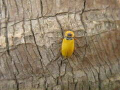 Chauliognathus flavipes