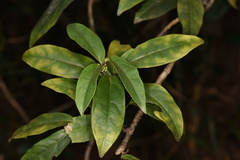 Maesa japonica