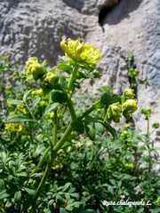 Ruta chalepensis