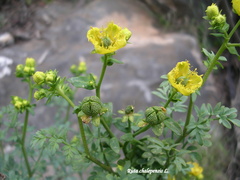 Ruta chalepensis