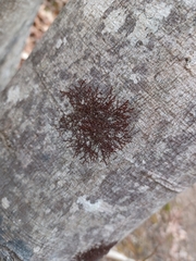 Frullania eboracensis