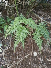 Asplenium adiantum-nigrum