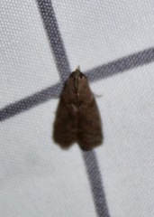 Oreana unicolorella