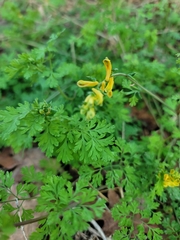 Corydalis