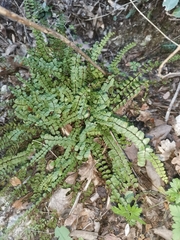 Asplenium trichomanes trichomanes