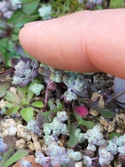 Sedum pedicellatum