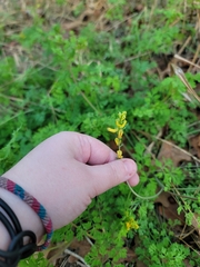 Corydalis
