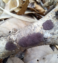 Hypoxylon rubiginosum